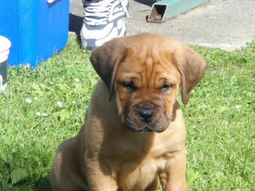 Toby. English Mastiff Puppy. ©2010 Sarah Haworth.