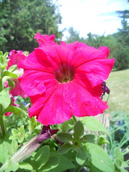 Summer Flower. ©2011 Sarah Haworth.