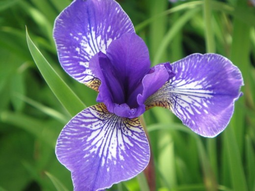Single Iris. ©2011 Sarah Haworth.