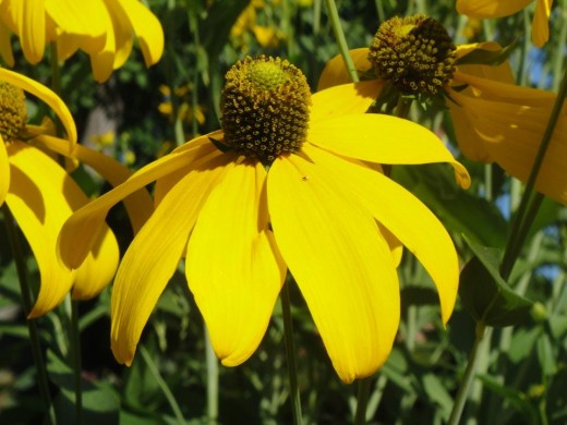Yellow Flower. ©2011 Sarah Haworth.