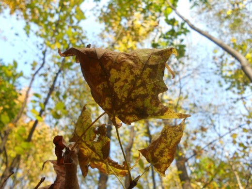 Canadian Maple Leaf. ©2011 Sarah Haworth.
