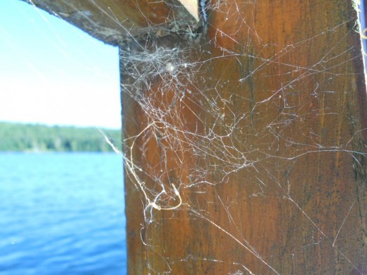 Spider Webs with Water Background. ©2011 Sarah Haworth.