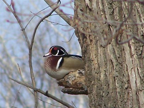 Wood Duck Our Old Tree Will It Fall