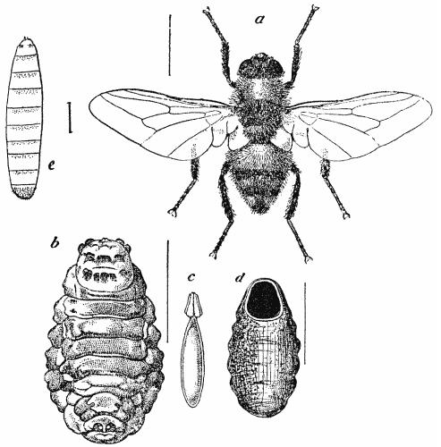 Image in the public domain. Originally appeared "The Life-Story of Insects" by Geo. H. Carpenter, Cambridge University Press 1913.
