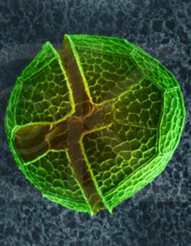 HubPages profile picture for @biochemistry