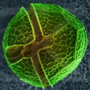 Biochemistry profile image