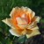 Lovely light apricot in color.
