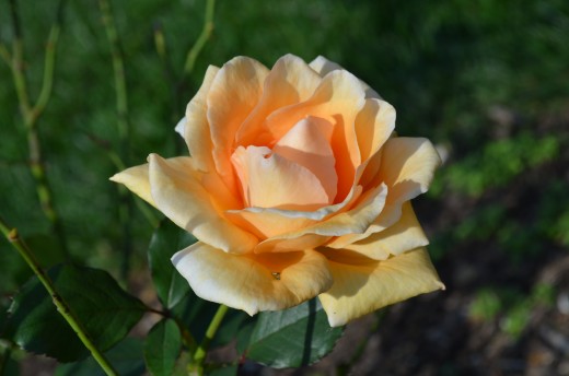 Lovely light apricot in color.