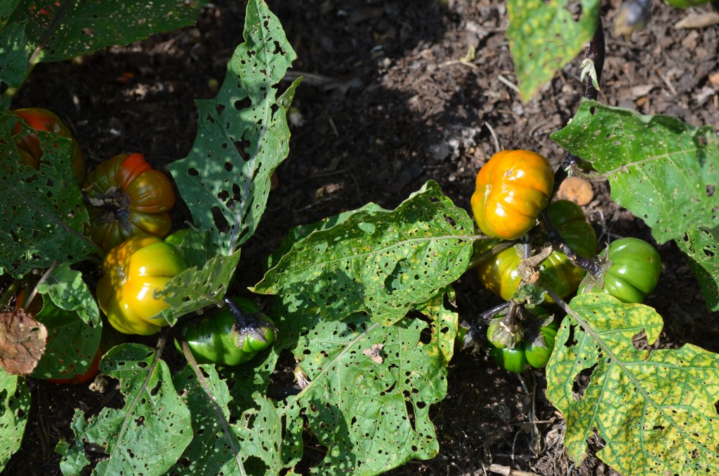 Miniature Pumpkin Plants and Ornamental Peppers HubPages