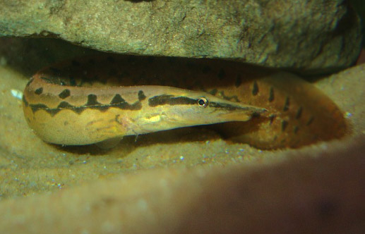 Tire Track Eel by Adolsomee.
