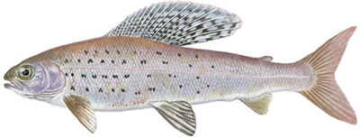 The Arctic Grayling