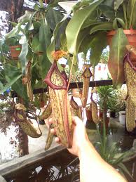 One of its many popular hybrids, in this case Nepenthes x miranda.