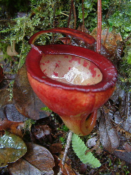 A suggestive intermediate pitcher of Nepenthes jamban.