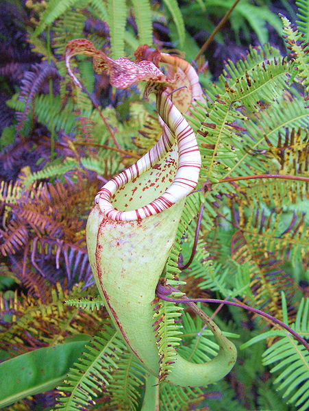 Nepenthes maxima.