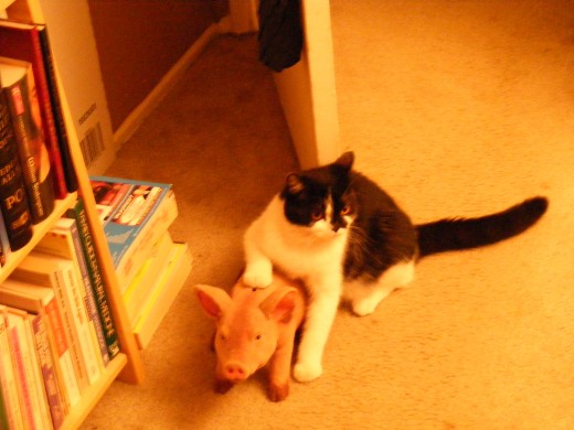 Munchkin with his pig friend.