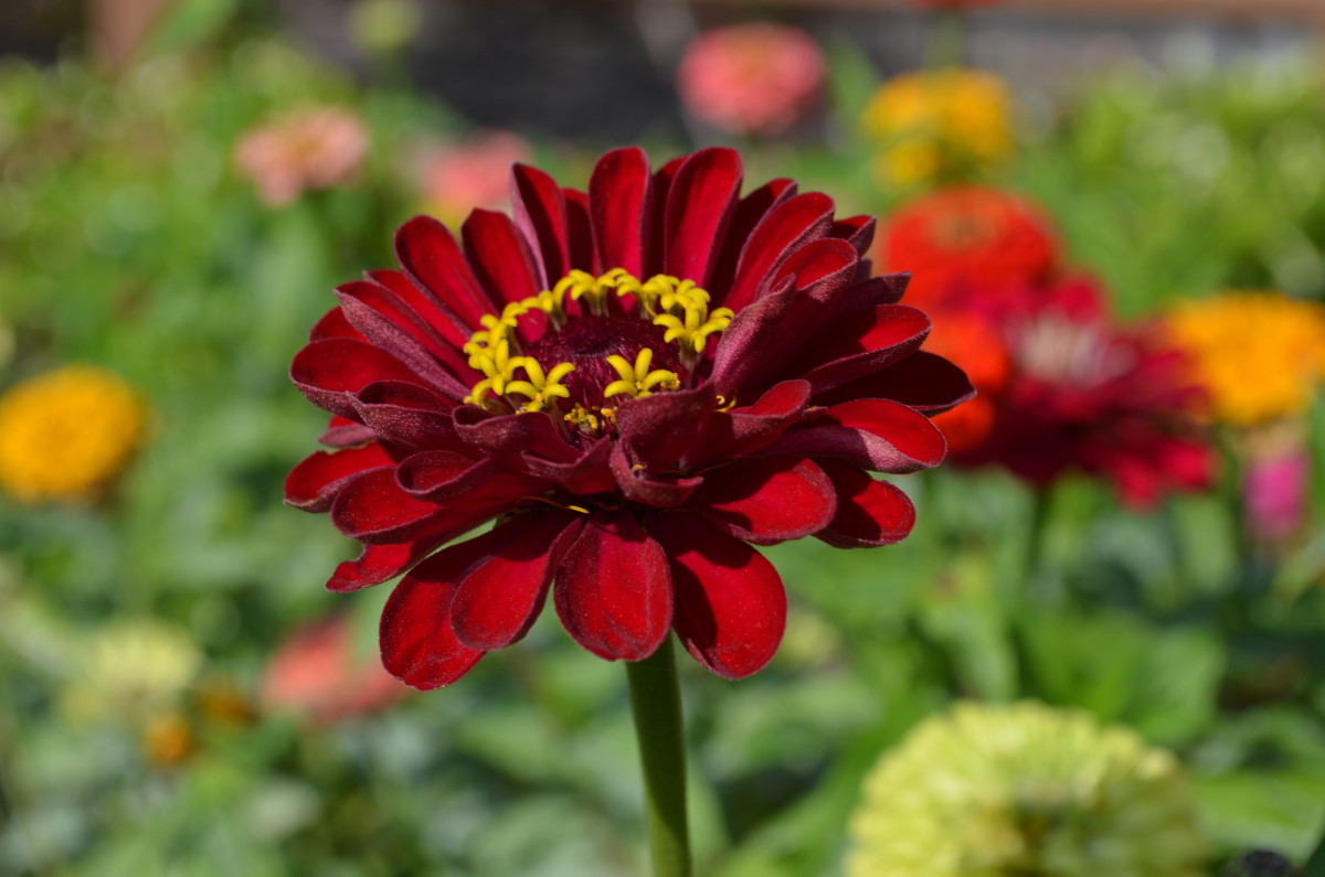 Red Flowers Growing in Gardens - A Photo Gallery