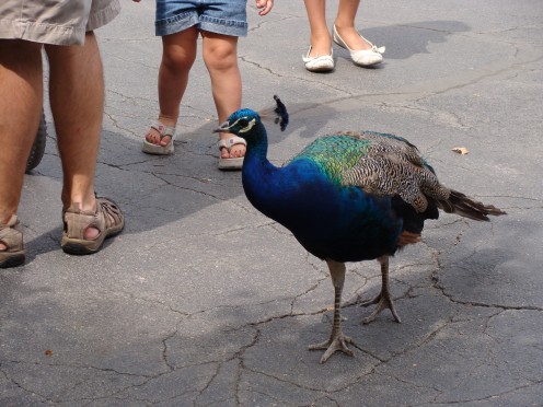A peacock struts its stuff.