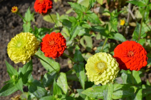 Photo 6 - Red and Green Zinnia Flowers.  The green ones are called "Green with Envy".