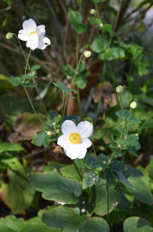Photo 2 - Little White Flowers