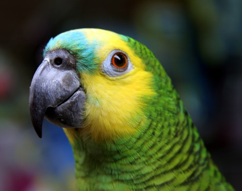 Amazon parrot like the one I used to have. Her name was Kelly and she was the inspiration for my childrens book.