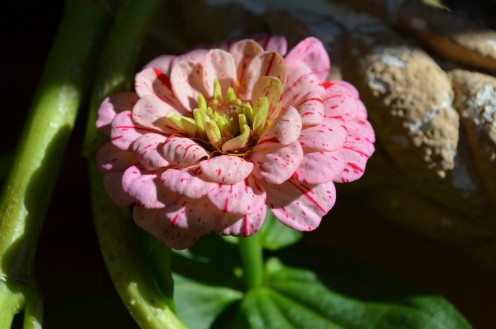 Фуксия peppermint stick фото