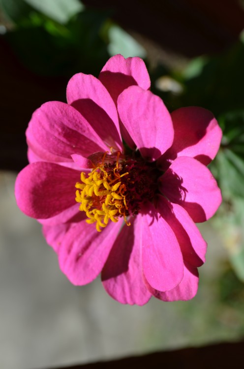 Photo 2 - The color almost reminds me of a purple or magenta.  This last summer I grew several of this color.