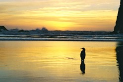 http://s2.hubimg.com/u/5778601_f248.jpg