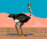 Ostriches are birds that can't fly!
