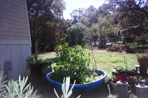 Fall garden in the recyled kiddie pool.  Sugar snap peas, lettuce, greens and (hopefully) some spinach.  Next to the pool are some other containers that work well, a large paint bucket, and assorted tubs collected over the years.