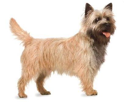 The Cairn Terrier.