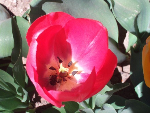 Close-up shot of a red tulip.
