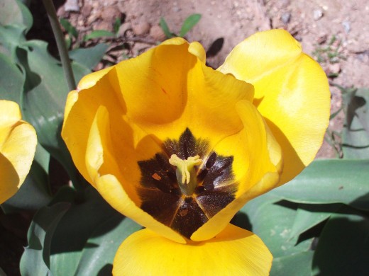 A close-up or a yellow daffodil.