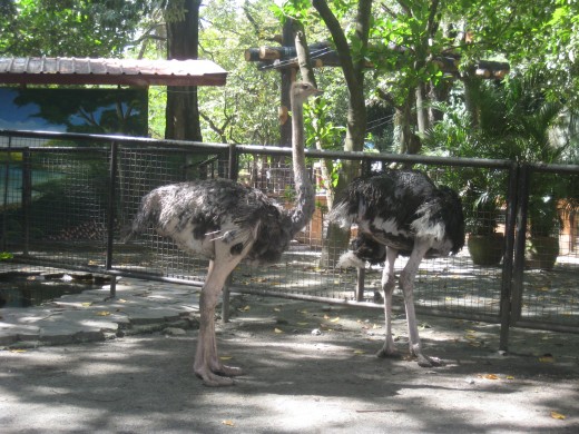 Couple of Ostrich - the largest bird at the zoo