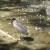 A wader A wader