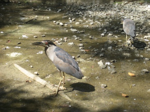 A wader