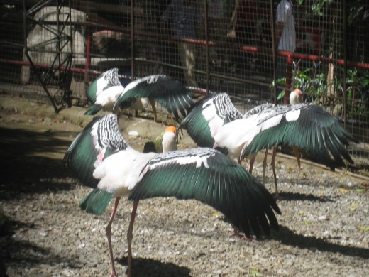 Crane stunts