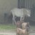 White pony and some sheeps White pony and some sheeps