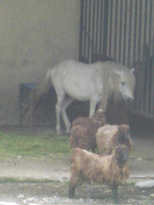 White pony and some sheeps