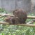 A Mother's Love - Mother monkey removing lice from her baby A Mother's Love - Mother monkey removing lice from her baby