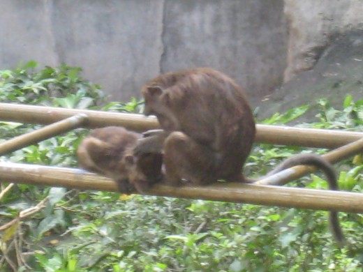 A Mother's Love - Mother monkey removing lice from her baby