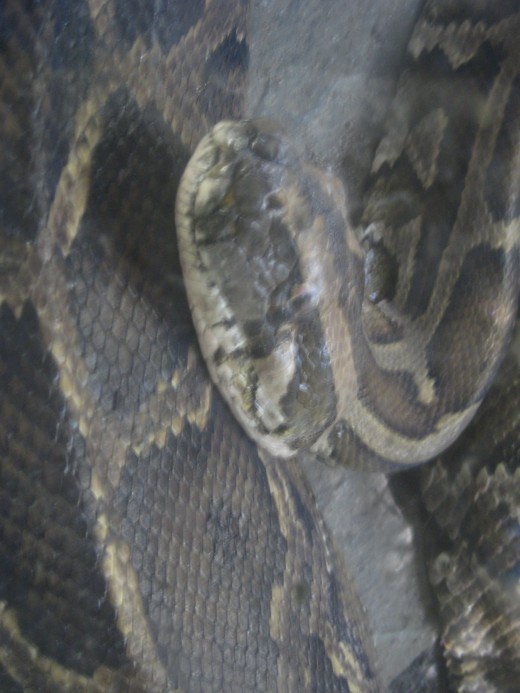 Non-poisonous snake (Sawa)