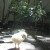 The lonely chick The lonely chick