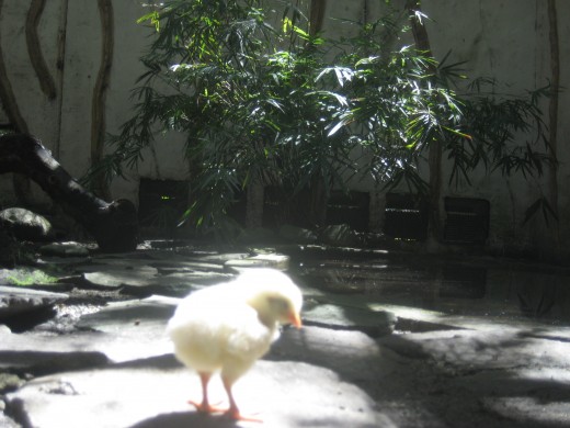 The lonely chick