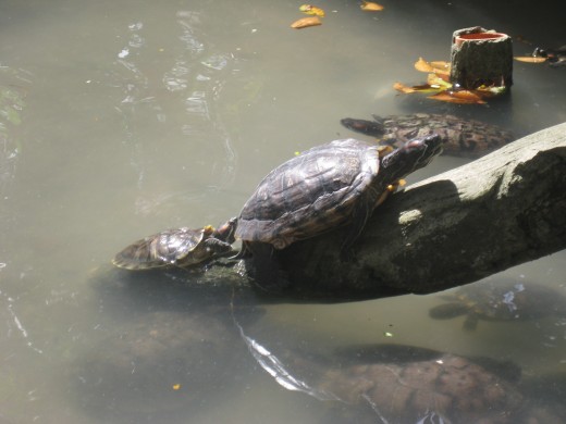 Turtles