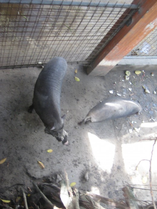 Wild boar