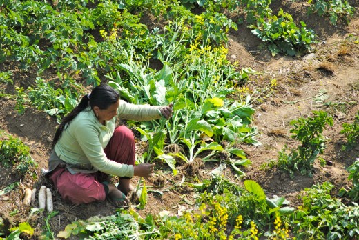 Nepali woman tending her garden.