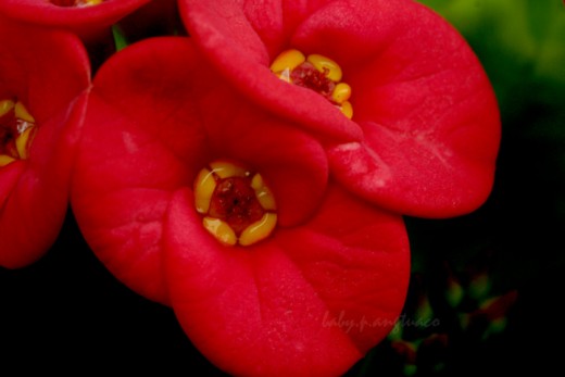 Euphorbia milii or Crown of Thorns