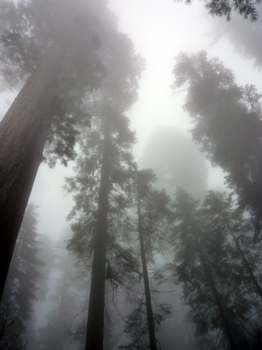 Sequoia trees in the mist