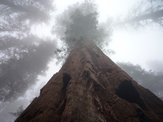 Sequoia Tree in the mist