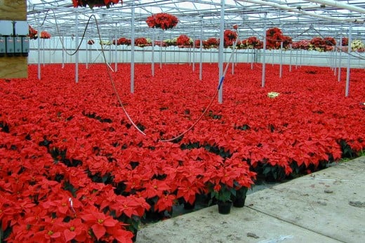 Poinsettias today are big business, growing enough for demand at 